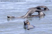 Juan Fernandez Fur Seal, Robinson Crusoe Island, Chile, January 2007 - click for larger image