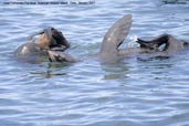 Juan Fernandez Fur Seal, Robinson Crusoe Island, Chile, January 2007 - click for larger image