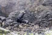 Juan Fernandez Fur Seal, Robinson Crusoe Island, Chile, January 2007 - click for larger image