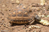Spider Tortoise, Berenty Reserve, Madagascar, November 2016 - click for larger image