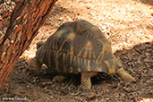 Radiated Tortoise, Berenty Reserve, Madagascar, November 2016 - click for larger image