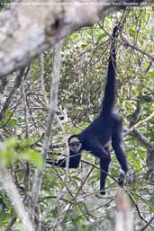 Long-haired Spider Monkey, Cristalino, Mato Grosso, Brazil, December 2006 - click for larger image