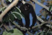 Long-haired Spider Monkey, Vila Bela de Santíssima Trindade, Mato Grosso, Brazil, March 2003 - click for larger image