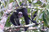 Long-haired Spider Monkey, Cristalino, Mato Grosso, Brazil, March 2003 - click for larger image