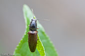 Click Beetle, Monks Eleigh, Suffolk, England, June 2010 - click for larger image