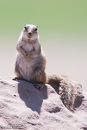 Barbary Ground Squirrel, Oukaimeden, Morocco, May 2011 - click for larger image