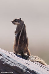 Barbary Ground Squirrel, Oukaimeden, Morocco, May 2011 - click for larger image