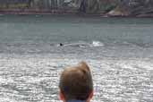 Minke Whale, St Kilda, Scotland, August 2003 - click for larger image