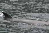 Minke Whale, St Kilda, Scotland, August 2003 - click for larger image