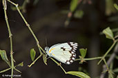 Grandidier's Caper White, Berenty Reserve, Madagascar, November 2016 - click for larger image