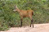 Marsh Deer, Pantanal, Mato Grosso, Brazil, December 2006 - click for larger image