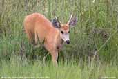 Marsh Deer, Pantanal, Mato Grosso, Brazil, December 2006 - click for larger image