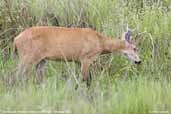 Marsh Deer, Pantanal, Mato Grosso, Brazil, December 2006 - click for larger image