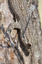 Velvet Gecko, Berenty Reserve, Madagascar, November 2016 - click for larger image
