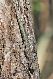 Velvet Gecko, Berenty Reserve, Madagascar, November 2016 - click for larger image