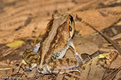 Western Bright-eyed Frog, Ankarafantsika NP, Madagascar, November 2016 - click for larger image