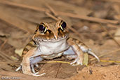 Western Bright-eyed Frog, Ankarafantsika NP, Madagascar, November 2016 - click for larger image