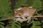 Madagascar Bright-eyed Frog, Perinet (Analamazaotra), Madagascar, November 2016 - click for larger image