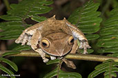 Madagascar Bright-eyed Frog, Perinet (Analamazaotra), Madagascar, November 2016 - click for larger image