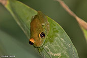 Green Bright-eyed Frog, Perinet (Analamazaotra), Madagascar, November 2016 - click for larger image