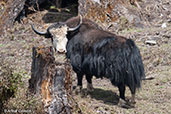 Domestic Yak, Pele La Pass, Bhutan, March 2008 - click for larger image