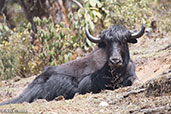 Domestic Yak, Pele La Pass, Bhutan, March 2008 - click for larger image