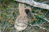 Maned 3-toed Sloth, Bahia, Brazil, March 2004 - click for larger image