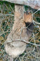 Maned 3-toed Sloth, Bahia, Brazil, March 2004 - click for larger image