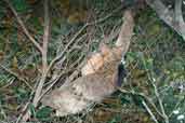 Maned 3-toed Sloth, Bahia, Brazil, March 2004 - click for larger image