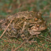 Common Frog, Edinburgh, Scotland, March 2001 - click for larger image