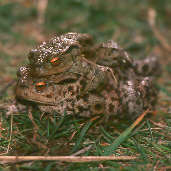 Common Toad, Aberlady, Scotland, April 2001 - click for larger image