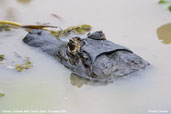 Caiman, Pantanal, Mato Grosso, Brazil, December 2006 - click for larger image