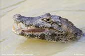 Caiman, Pantanal, Mato Grosso, Brazil, December 2006 - click for larger image