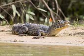 Caiman, Pantanal, Mato Grosso, Brazil, December 2006 - click for larger image