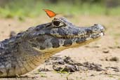 Caiman, Pantanal, Mato Grosso, Brazil, December 2006 - click for larger image