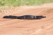 Caiman, Pantanal, Mato Grosso, Brazil, December 2006 - click for larger image