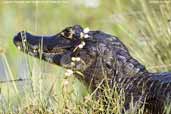 Caiman, Pantanal, Mato Grosso, Brazil, December 2006 - click for larger image