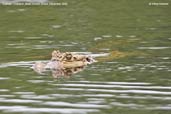 Caiman, Cristalino, Mato Grosso, Brazil, December 2006 - click for larger image