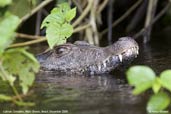 Caiman, Cristalino, Mato Grosso, Brazil, December 2006 - click for larger image