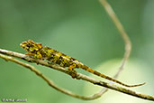 Short-horned Chameleon, Perinet, Madagascar, November 2016 - click for larger image