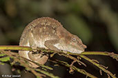 Short-horned Chameleon, Perinet, Madagascar, November 2016 - click for larger image