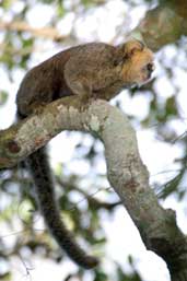 Buffy-headed Marmoset, Vargem Alta, Espírito Santo, Brazil, March 2004 - click for larger image