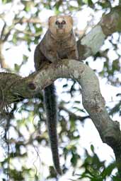 Buffy-headed Marmoset, Vargem Alta, Espírito Santo, Brazil, March 2004 - click for larger image