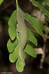 Perinet Chameleon, Perinet, Madagascar, November 2016 - click for larger image