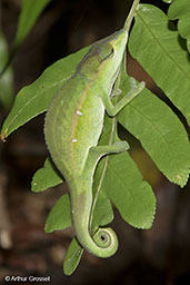 Perinet Chameleon, Perinet, Madagascar, November 2016 - click for larger image