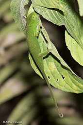 Perinet Chameleon, Ranomafana, Madagascar, November 2016 - click for larger image