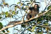 White-tufted-ear Marmoset, Murici, Alagoas, Brazil, March 2004 - click for larger image