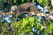 White-tufted-ear Marmoset, Murici, Alagoas, Brazil, March 2004 - click for larger image