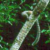 Black-tufted-ear Marmoset, Minas Gerais, Brazil, February 2002 - click for larger image