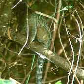 Black-tufted-ear Marmoset, Minas Gerais, Brazil, February 2002 - click for larger image